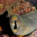 moray_spotted_fine_wolf_v_0237_ecu0727.jpg